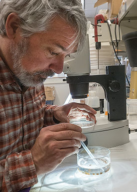 Can tiny crustaceans take a bite out of mosquito population?